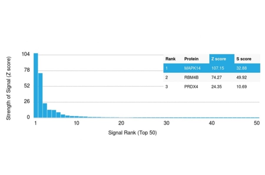 Protein Array - Anti-MAPK14 Antibody [CPTC-MAPK14-1] - BSA and Azide free (A251451) - Antibodies.com