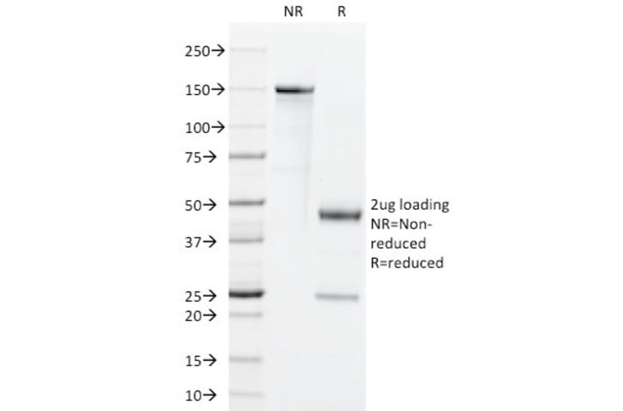 SDS-PAGE - Anti-GM-CSF Antibody [BVD2-21C11] - BSA and Azide free (A251454) - Antibodies.com