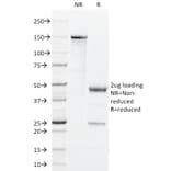 SDS-PAGE - Anti-GM-CSF Antibody [BVD2-21C11] - BSA and Azide free (A251454) - Antibodies.com