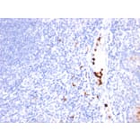 Immunohistochemistry - Anti-G-CSF Antibody [SPM468] - BSA and Azide free (A251457) - Antibodies.com