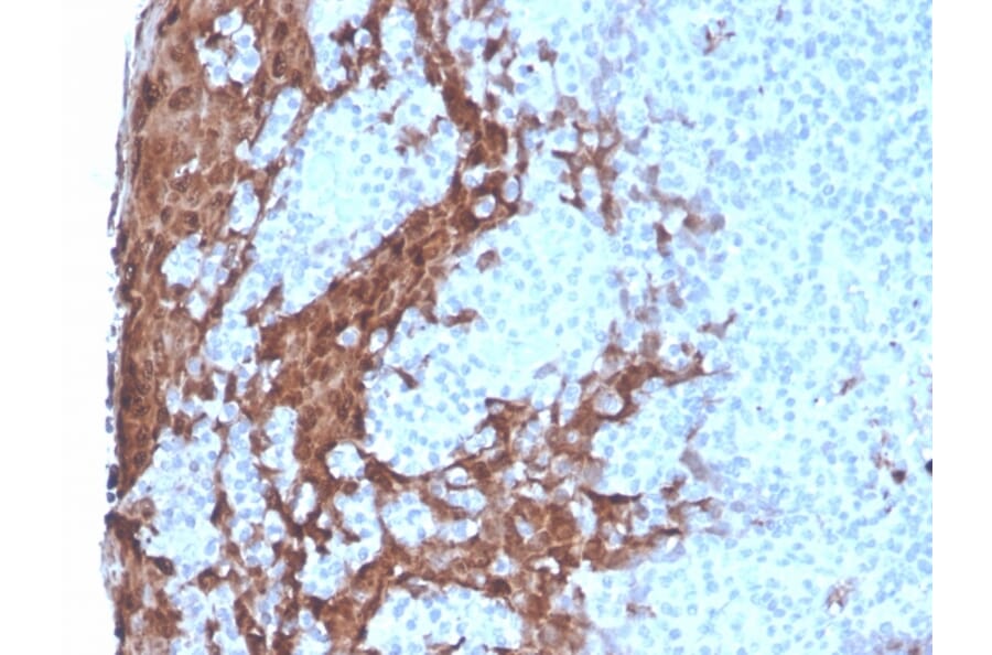 Immunohistochemistry - Anti-G-CSF Antibody [rCSF3/900] - BSA and Azide free (A251459) - Antibodies.com