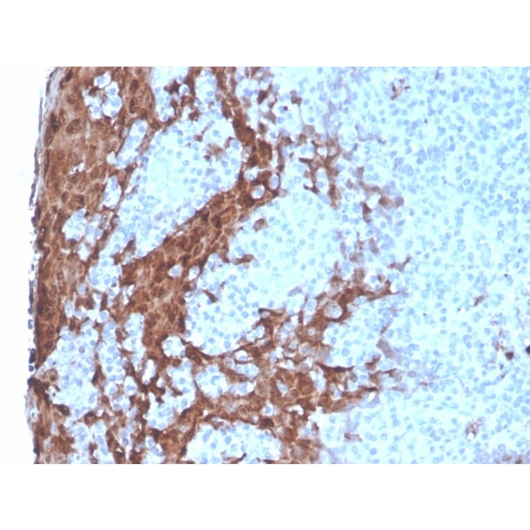 Immunohistochemistry - Anti-G-CSF Antibody [rCSF3/900] - BSA and Azide free (A251459) - Antibodies.com