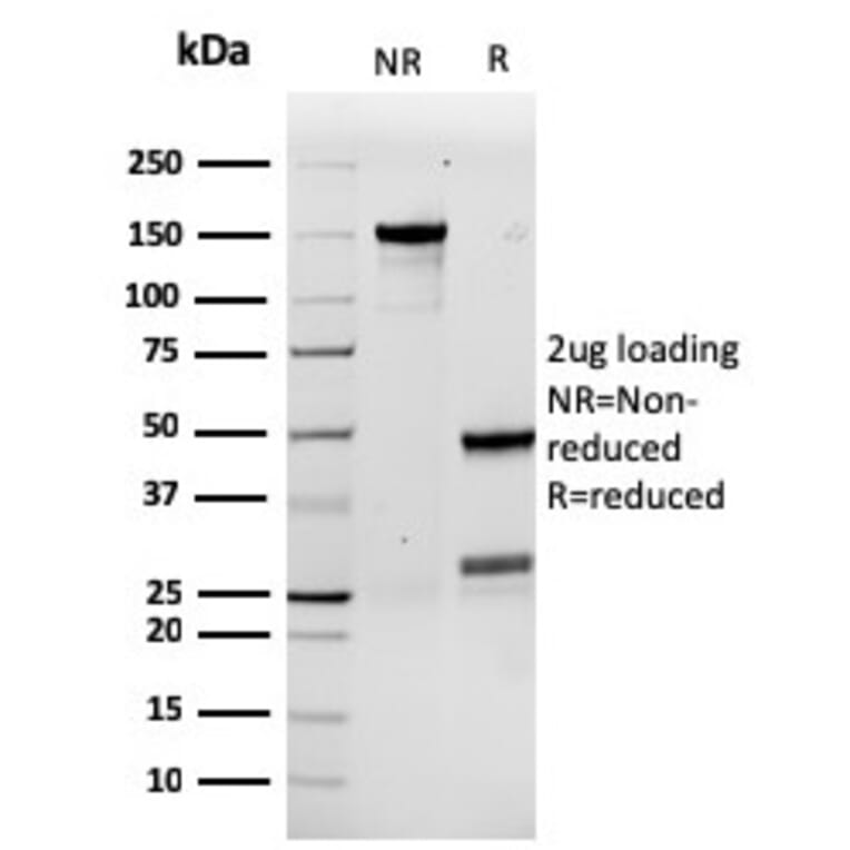 SDS-PAGE - Anti-G-CSF Antibody [rCSF3/900] - BSA and Azide free (A251459) - Antibodies.com