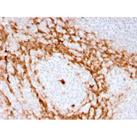Immunohistochemistry - Anti-G-CSF Antibody [CSF3/3166R] - BSA and Azide free (A251459) - Antibodies.com