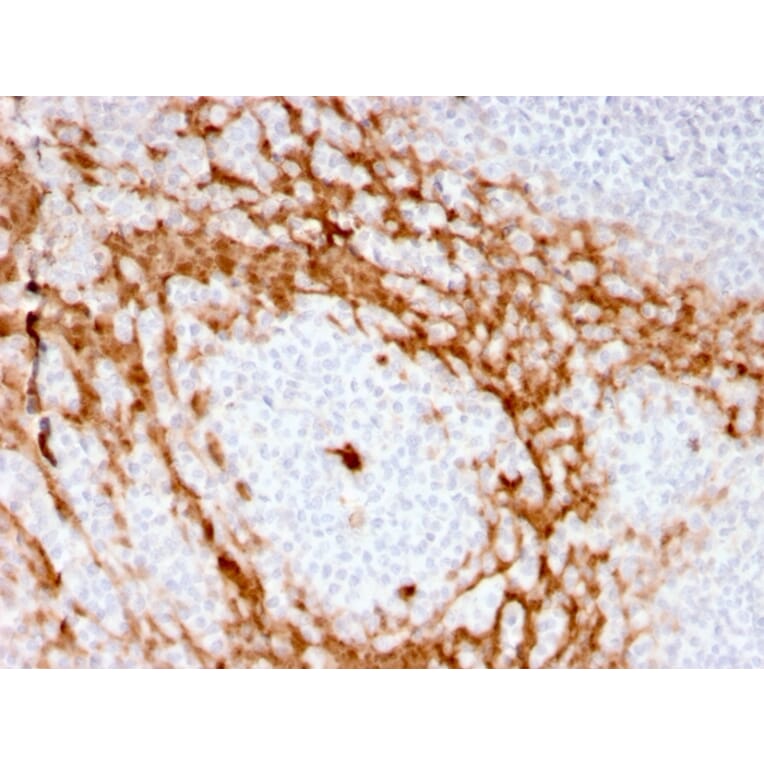 Immunohistochemistry - Anti-G-CSF Antibody [CSF3/3166R] - BSA and Azide free (A251459) - Antibodies.com