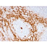 Immunohistochemistry - Anti-G-CSF Antibody [CSF3/3166R] - BSA and Azide free (A251459) - Antibodies.com