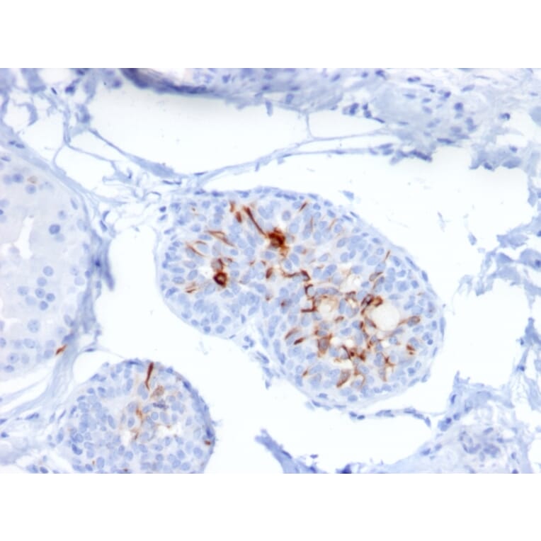 Immunohistochemistry - Anti-ZNF690 Antibody [ZSCAN29/2610] - BSA and Azide free (A251461) - Antibodies.com