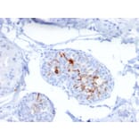 Immunohistochemistry - Anti-ZNF690 Antibody [ZSCAN29/2610] - BSA and Azide free (A251461) - Antibodies.com