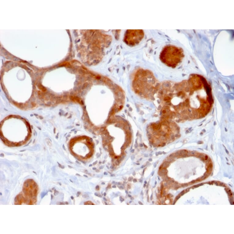 Immunohistochemistry - Anti-ZNF690 Antibody [ZSCAN29/2610] - BSA and Azide free (A251461) - Antibodies.com