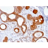 Immunohistochemistry - Anti-ZNF690 Antibody [ZSCAN29/2610] - BSA and Azide free (A251461) - Antibodies.com
