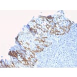 Immunohistochemistry - Anti-ZNF690 Antibody [ZSCAN29/2610] - BSA and Azide free (A251461) - Antibodies.com