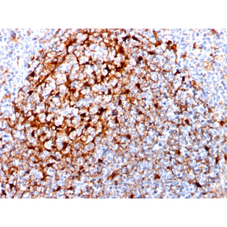Immunohistochemistry - Anti-Cystatin A Antibody [CPTC-CSTA-1] - BSA and Azide free (A251463) - Antibodies.com