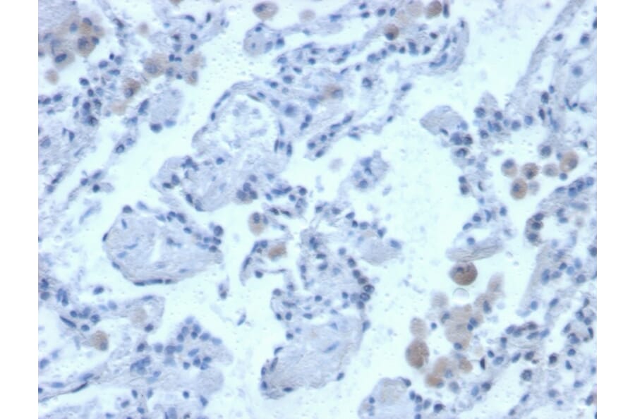 Immunohistochemistry - Anti-Cystatin B Antibody [CPTC-CSTB-3] - BSA and Azide free (A251465) - Antibodies.com