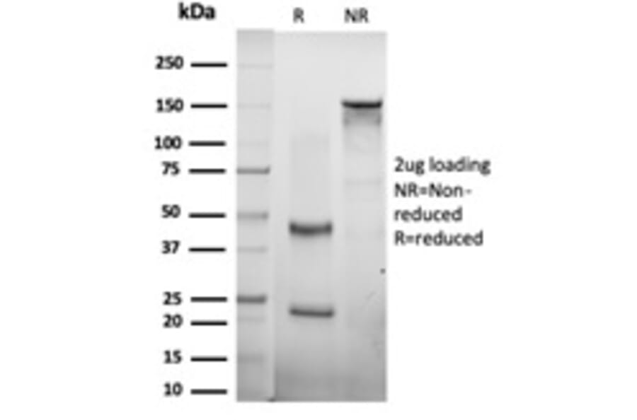 SDS-PAGE - Anti-CTBP2 Antibody [PCRP-CTBP2-1A9] - BSA and Azide free (A251467) - Antibodies.com