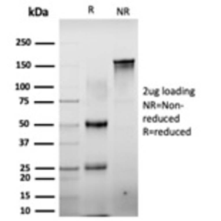 SDS-PAGE - Anti-CTBP2 Antibody [PCRP-CTBP2-2D11] - BSA and Azide free (A251468) - Antibodies.com