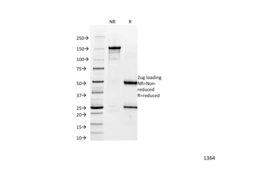 SDS-PAGE - Anti-alpha 1 Catenin Antibody [1G5] - BSA and Azide free (A251469) - Antibodies.com