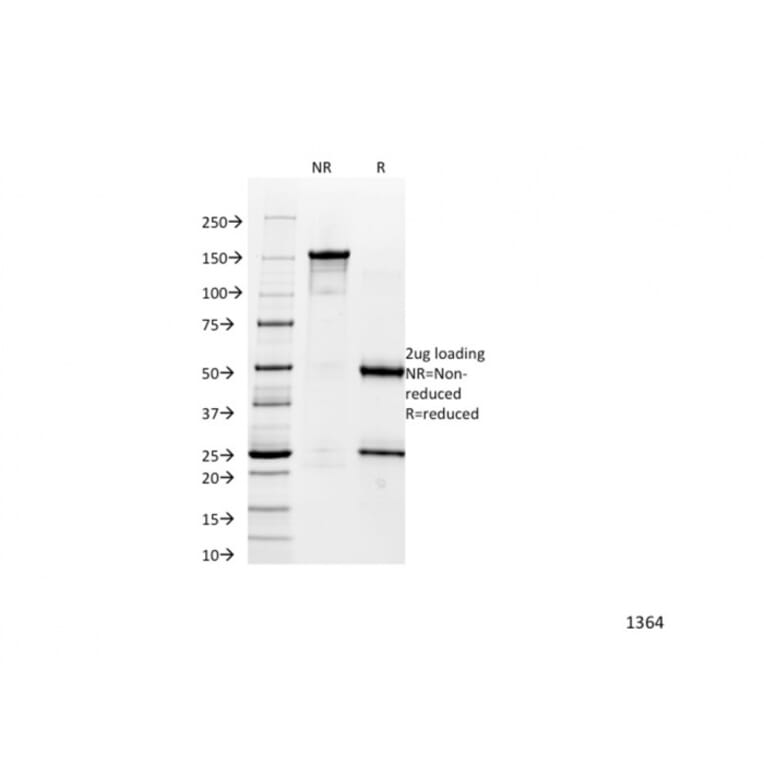 SDS-PAGE - Anti-alpha 1 Catenin Antibody [1G5] - BSA and Azide free (A251469) - Antibodies.com