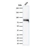 Western Blot - Anti-beta Catenin Antibody [rCTNNB1/2173] - BSA and Azide free (A251473) - Antibodies.com