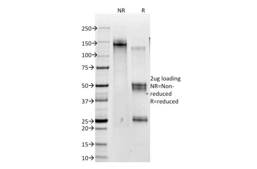 SDS-PAGE - Anti-beta Catenin Antibody [12F7] - BSA and Azide free (A251474) - Antibodies.com