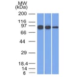 Western Blot - Anti-beta Catenin Antibody [12F7] - BSA and Azide free (A251475) - Antibodies.com