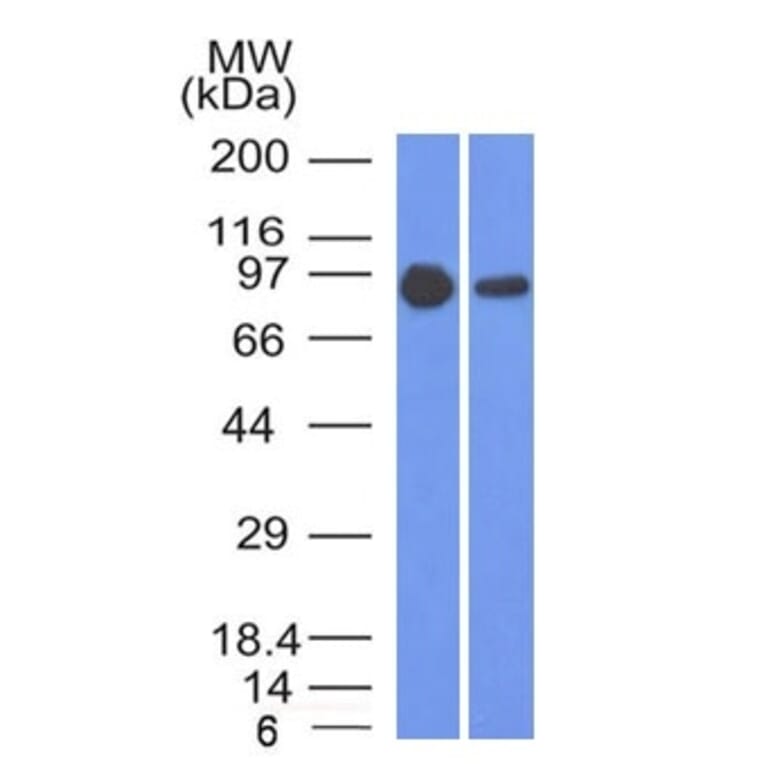 Western Blot - Anti-beta Catenin Antibody [5H10] - BSA and Azide free (A251477) - Antibodies.com