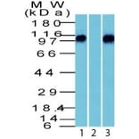 Western Blot - Anti-beta Catenin Antibody - BSA and Azide free (A251484) - Antibodies.com