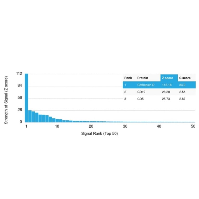 Protein Array - Anti-Cathepsin D Antibody [CTSD/2781] - BSA and Azide free (A251485) - Antibodies.com