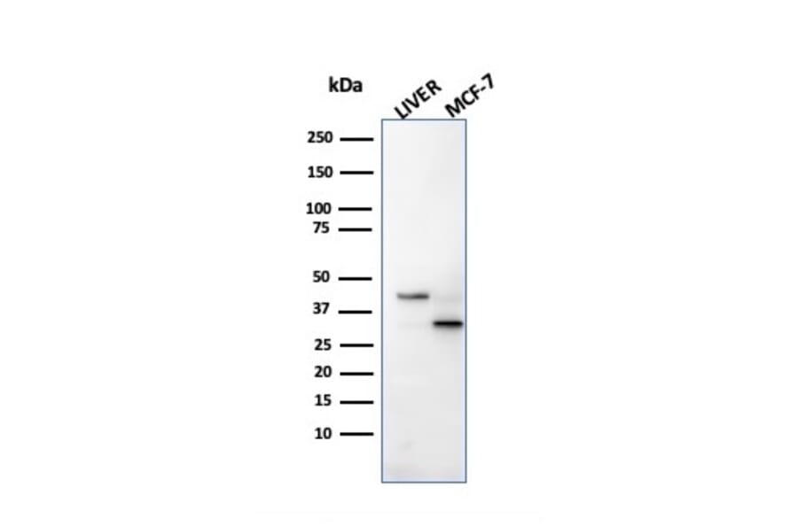 SDS-PAGE - Anti-Cathepsin D Antibody [CTSD/2781] - BSA and Azide free (A251486) - Antibodies.com