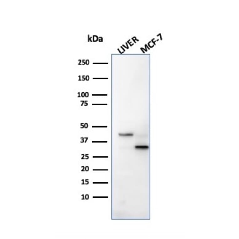 SDS-PAGE - Anti-Cathepsin D Antibody [CTSD/2781] - BSA and Azide free (A251486) - Antibodies.com