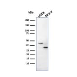 SDS-PAGE - Anti-Cathepsin D Antibody [CTSD/2781] - BSA and Azide free (A251486) - Antibodies.com