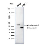 Western Blot - Anti-Cathepsin D Antibody [CTSD/2781] - BSA and Azide free (A251486) - Antibodies.com