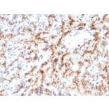 Immunohistochemistry - Anti-Cathepsin D Antibody [CTSD/3082] - BSA and Azide free (A251487) - Antibodies.com