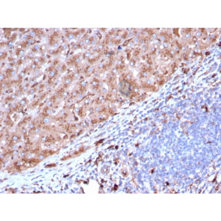 Immunohistochemistry - Anti-Cathepsin D Antibody [CTSD/3082] - BSA and Azide free (A251487) - Antibodies.com