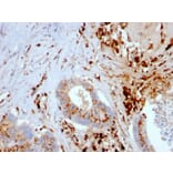 Immunohistochemistry - Anti-Cathepsin D Antibody [CTSD/3082] - BSA and Azide free (A251487) - Antibodies.com