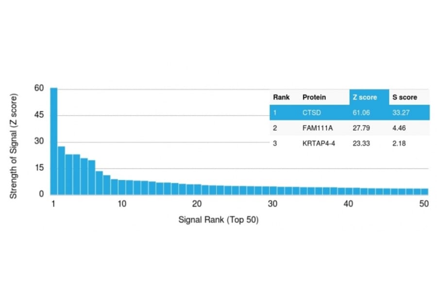 Protein Array - Anti-Cathepsin D Antibody [CTSD/3082] - BSA and Azide free (A251486) - Antibodies.com