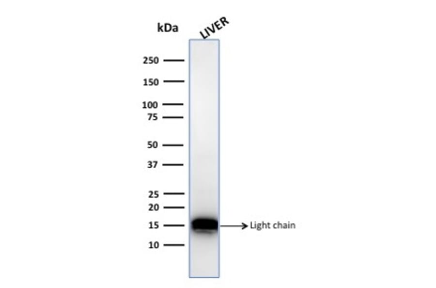 Western Blot - Anti-Cathepsin D Antibody [CTSD/3082] - BSA and Azide free (A251487) - Antibodies.com