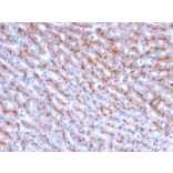 Immunohistochemistry - Anti-Cathepsin D Antibody [CTSD/3083] - BSA and Azide free (A251488) - Antibodies.com