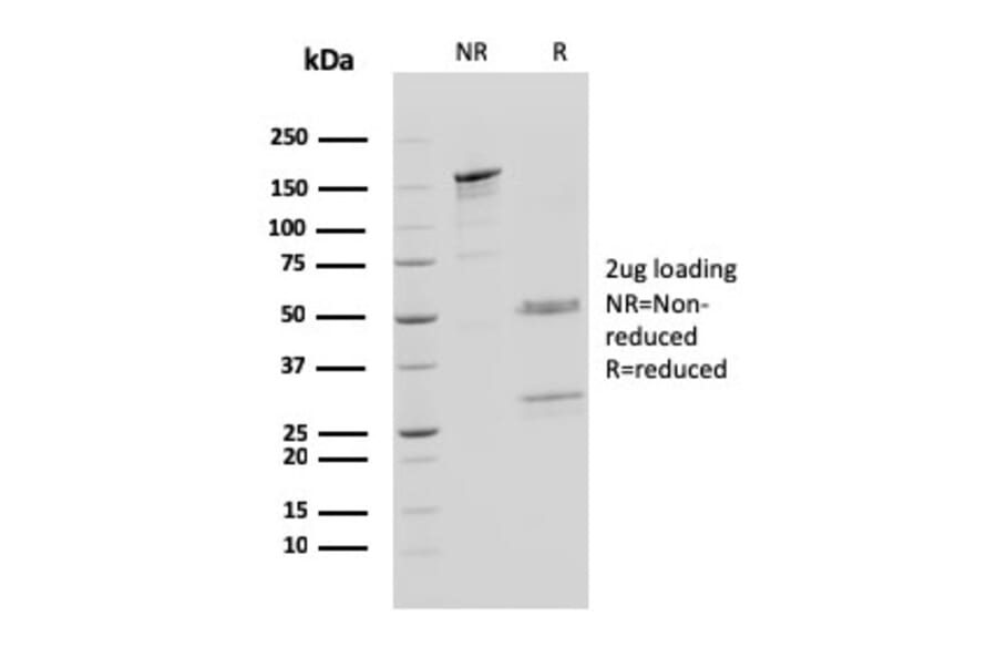 SDS-PAGE - Anti-Cathepsin D Antibody [CTSD/3083] - BSA and Azide free (A251488) - Antibodies.com