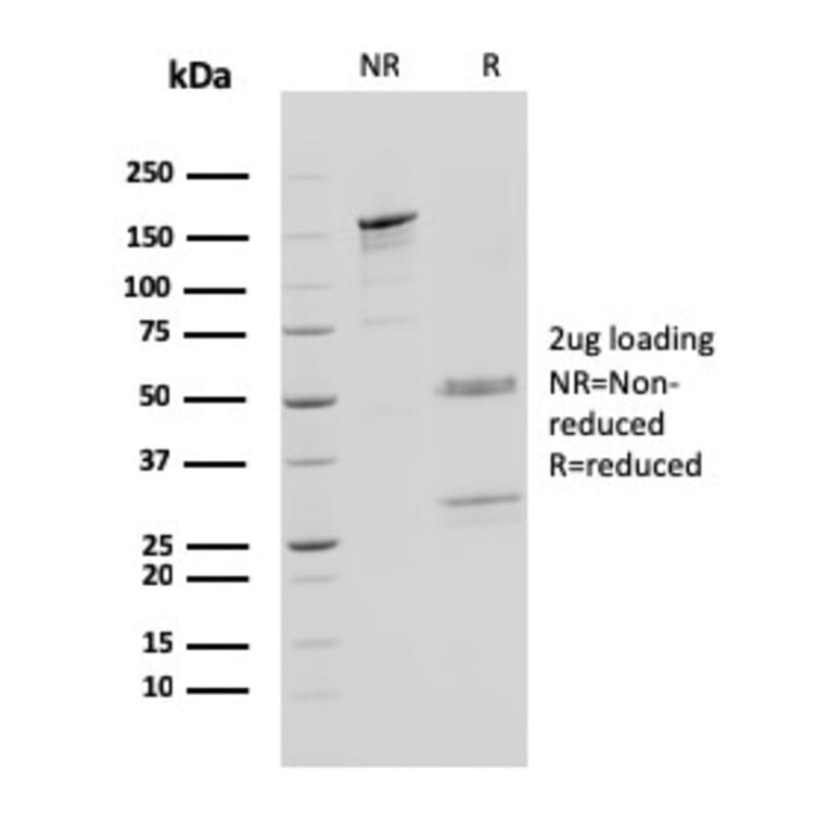 SDS-PAGE - Anti-Cathepsin D Antibody [CTSD/3083] - BSA and Azide free (A251488) - Antibodies.com