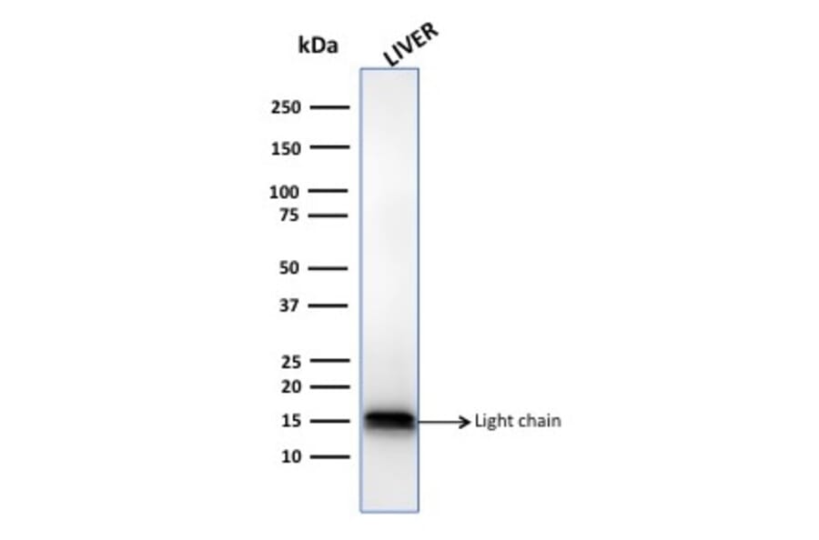 Western Blot - Anti-Cathepsin D Antibody [CTSD/3083] - BSA and Azide free (A251488) - Antibodies.com