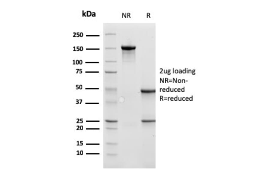 SDS-PAGE - Anti-Cathepsin D Antibody [CTSD/3275] - BSA and Azide free (A251489) - Antibodies.com