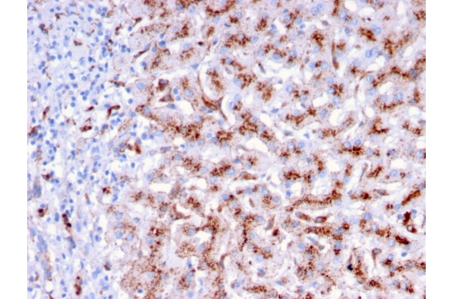 Immunohistochemistry - Anti-Cathepsin D Antibody [CTSD/3276] - BSA and Azide free (A251490) - Antibodies.com