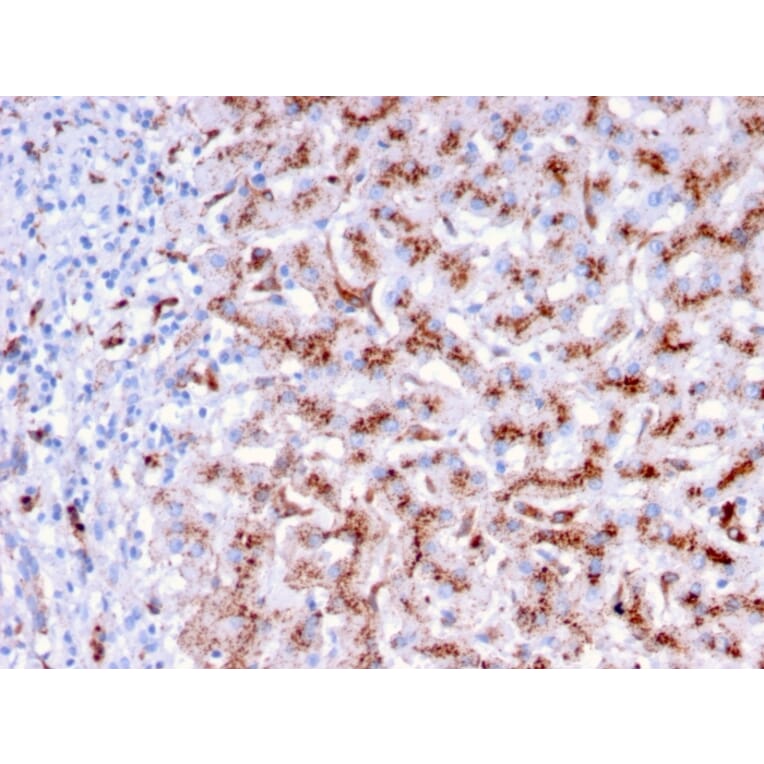 Immunohistochemistry - Anti-Cathepsin D Antibody [CTSD/3276] - BSA and Azide free (A251490) - Antibodies.com