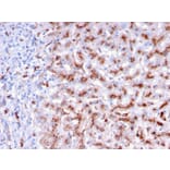 Immunohistochemistry - Anti-Cathepsin D Antibody [CTSD/3276] - BSA and Azide free (A251490) - Antibodies.com