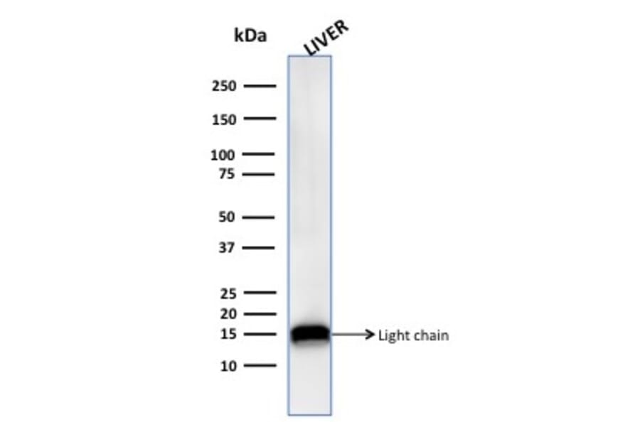 Western Blot - Anti-Cathepsin D Antibody [CTSD/3276] - BSA and Azide free (A251490) - Antibodies.com