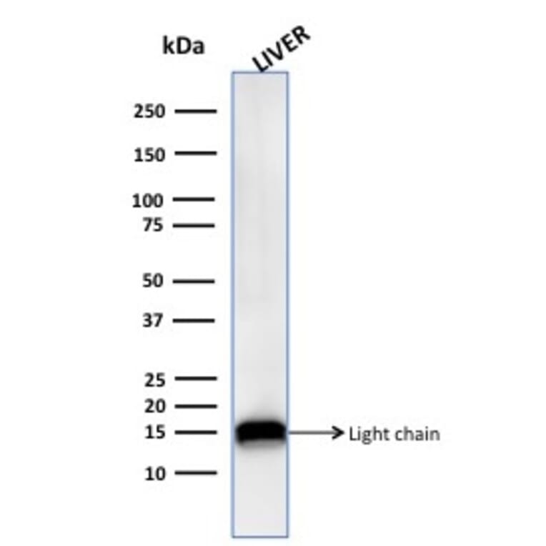 Western Blot - Anti-Cathepsin D Antibody [CTSD/3276] - BSA and Azide free (A251490) - Antibodies.com