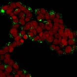 Immunofluorescence - Anti-Cathepsin D Antibody [CTSD/3276] - BSA and Azide free (A251490) - Antibodies.com