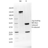 SDS-PAGE - Anti-BTLA Antibody [BTLA/1528] - BSA and Azide free (A251493) - Antibodies.com