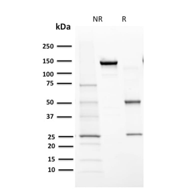 SDS-PAGE - Anti-Cytochrome P450 1A1 + 1A2 Antibody [MC1] - BSA and Azide free (A251494) - Antibodies.com