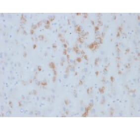 Immunohistochemistry - Anti-Cytochrome p450 Antibody [M12P4H2] - BSA and Azide free (A251495) - Antibodies.com